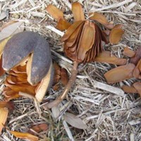 Swietenia Mahagoni Seeds