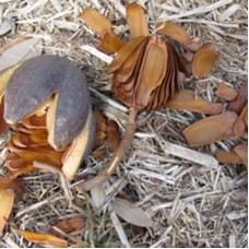 Swietenia Mahagoni Seeds